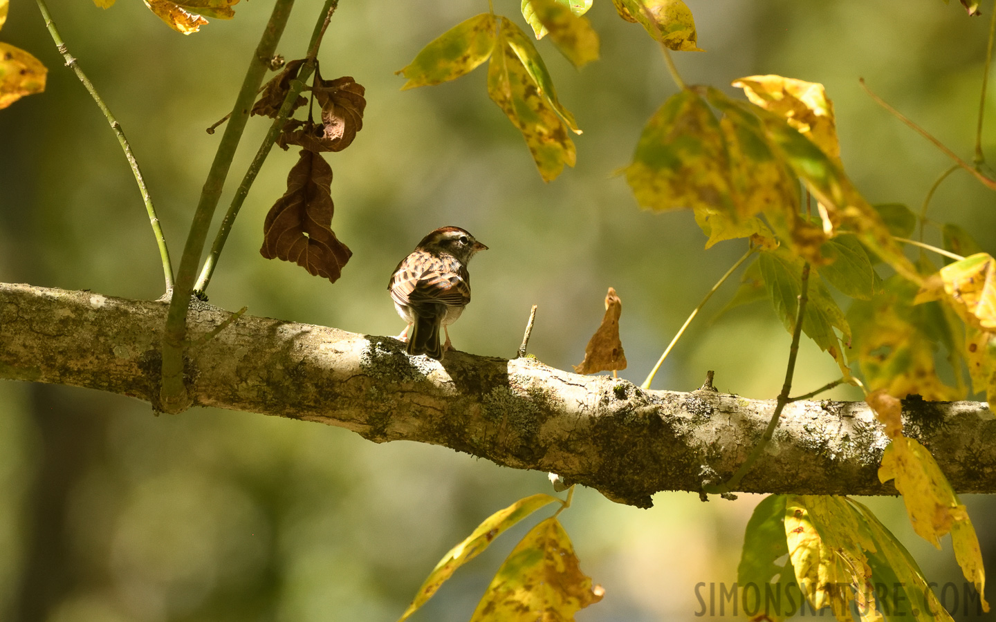 Spizella passerina passerina [400 mm, 1/800 Sek. bei f / 8.0, ISO 1600]